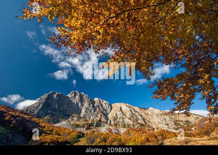 Erstaunliche Herbstfarben in der Hochebene von Campocatino, Apuanischen Alpen der Toskana mit einem einfarbigen Baum umrahmt den felsigen Gipfel von Roccandagia Stockfoto