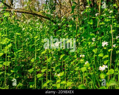 Knoblauchsenf (Alliaria petiolata) Dicht wachsend und blühend im Frühjahr unter Bäumen und Sträuchern Stockfoto