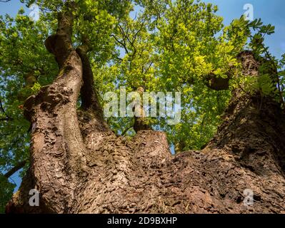 Großer alter Kastanienbaum (Aesculus hippocastanum) Blick auf die Krone - Low-Angle-Ansicht Stockfoto