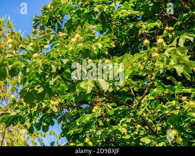 Europäische Rosskastanie (Aesculus hippocastanum) - junge Rosskastanie mit Dornen auf der Schale, auf den Zweigen eines Baumes Stockfoto