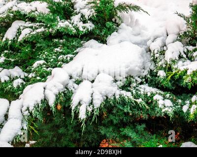 Wacholder (Juniperus) Äste mit Schnee bedeckt Stockfoto