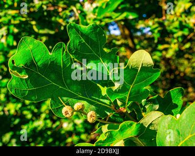 Sommereiche (Quercus robur) - junge, unentwickelte Eicheln am Ende eines Zweiges mit Blättern an einem sonnigen Tag. Stockfoto