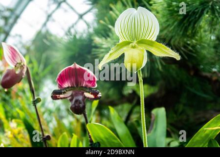 Green Lady's-Slipper Orchidee (Cypripedium calceolus), mit magentafarbenen Orchideen und Grün in der verschwommenen Hintergrund in Gardens by the Bay Flower Dome Stockfoto