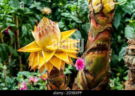 Musella lasiocarpa, bekannt als chinesische Zwergbanane, goldene Lotusbanane oder chinesische gelbe Banane, gelbe außergewöhnliche Blume auf einem Stamm. Stockfoto