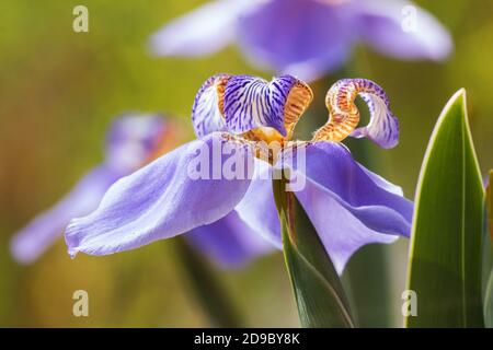Iris germanica auf natürlichem Hintergrund Stockfoto