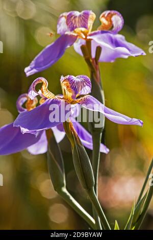 Iris germanica auf natürlichem Hintergrund Stockfoto