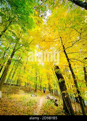 Vertikale Aufnahme von gelben Bäumen im Herbst Stockfoto