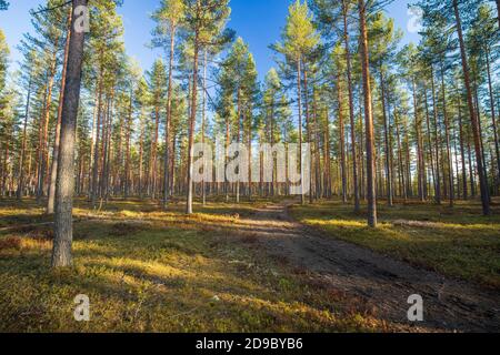 Der denkende europäische Taiga-Wald wächst an der Eisesker und wächst junge Kiefern ( pinus sylvestris ) im Frühjahr, Finnland Stockfoto