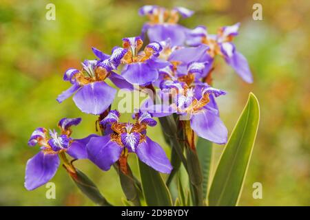 Iris germanica auf natürlichem Hintergrund Stockfoto