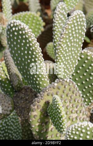 Angel Wings / Polka-Dot Kaktus (Opuntia microdasys albispina), eine mexikanische Art, Mallorca, August. Stockfoto