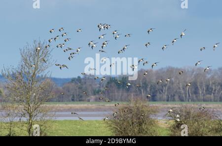 Goldener Pfropfen (Pluvialis apricaria) Flock fliegen über überfluteten Weideland an der Flussmündung Severn, Gloucestershire, Großbritannien, Februar. Stockfoto