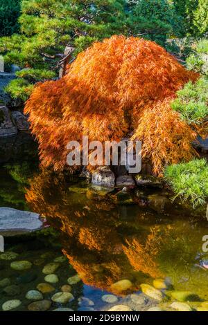 Ein Teich und japanischer Ahornbaum im Herbst. Aufgenommen in Seatac, Washington. Stockfoto