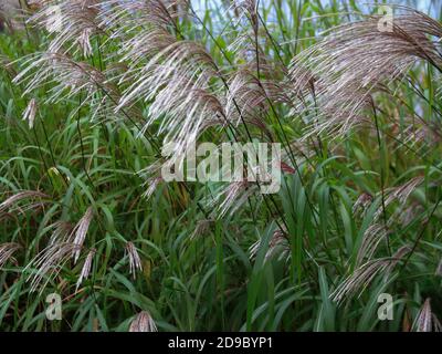 Schöner Hintergrund von grünem Gras mit grauen Dornen. Stockfoto