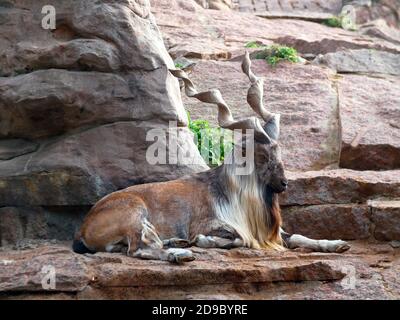 markhor Moskauer Zoo bei Sonnenuntergang. Wildes Leben Stockfoto