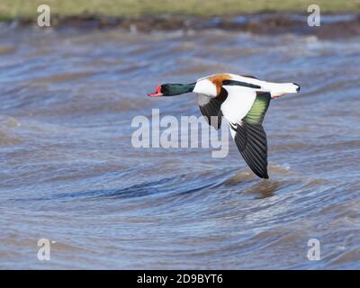 Gewöhnlicher Seeteutling (Tadorna tadorna) drake im Flug tief überflutete sumpfige Weidestelle an einem windigen Tag, Gloucestershire, Großbritannien, Februar. Stockfoto