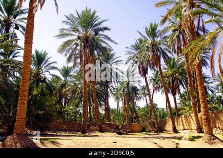 Der Palmenhain in Sidi Okba bei Biskra, Algerien Stockfoto