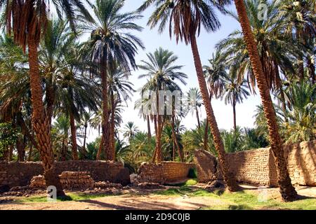 Der Palmenhain in Sidi Okba bei Biskra, Algerien Stockfoto