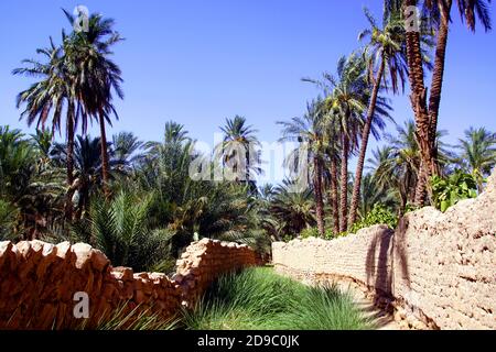 Der Palmenhain in Sidi Okba bei Biskra, Algerien Stockfoto