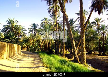 Der Palmenhain in Sidi Okba bei Biskra, Algerien Stockfoto