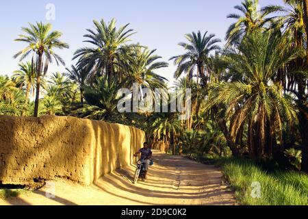 Der Palmenhain in Sidi Okba bei Biskra, Algerien Stockfoto