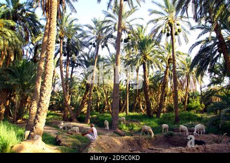 Der Palmenhain in Sidi Okba bei Biskra, Algerien Stockfoto