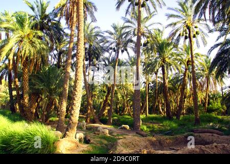 Der Palmenhain in Sidi Okba bei Biskra, Algerien Stockfoto