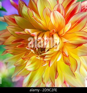 Nahaufnahme einer schönen doppelten gelben und rosa Dahlia Blüte Stockfoto