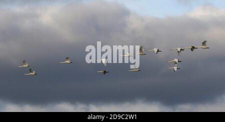 Moira, County Down, Nordirland. November 2020, 04. UK Wetter - nach einem sonnigen Morgen folgte ein bewölktes Tag mit grauen Wolken. Ein ruhiger Tag mit wenig Wind, aber Herbstfarben auf dem Display. Singschwäne fliegen im Herbst zwischen Futterplätzen vor grauer Himmelskulisse. Kredit: CAZIMB/Alamy Live Nachrichten. Stockfoto