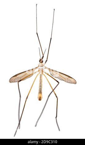 Kranfliegen oder Tipula oder Daddy-Longlegs isoliert auf weißem Hintergrund Stockfoto