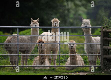 Alpakas (Vicugna pacos) - eine Art südamerikanischer Kamele, die auf einer Farm in Nteherbury, Dorset, England, England, für ihre Wolle gezüchtet wird. Stockfoto