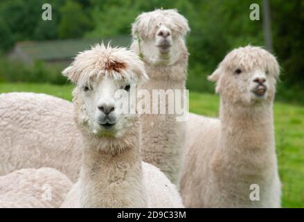 Alpakas (Vicugna pacos) - eine Art südamerikanischer Kamele, die auf einer Farm in Nteherbury, Dorset, England, England, für ihre Wolle gezüchtet wird. Stockfoto