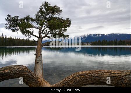 Beauvert Lake gegenüber der Fairmont Jasper Park Lodge im Jasper National Park, Kanada Stockfoto