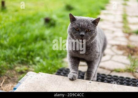 Graue chartreux Katze mit gelben Augen im Freien. Stockfoto