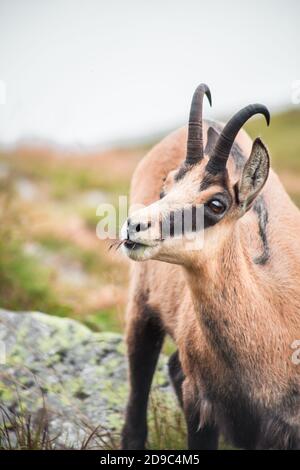 Tatra chamois, Rupicapra rupicapra, Niedere Tatra, Slowakei, Chopok Stockfoto