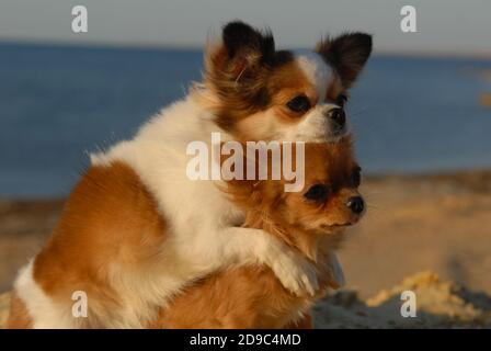 Zwei lustige chihuahua kleine schöne Hunde umarmt auf Sand Sonnenuntergang Strandfreundschaftskonzept Stockfoto