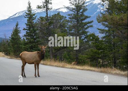 Elchweibchen auf der Straße, wo Autos fahren im Jasper National Park, Kanada Stockfoto