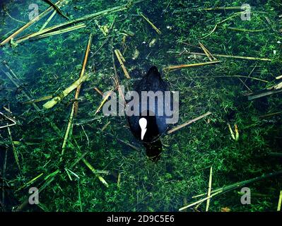 Eurasian Coot (Fulica atra) schwimmt auf einem Teich mit Wasserpflanzen Mitglied der Rail & Crake Familie, bekannt als der Common Coot oder Australian Coot Stockfoto