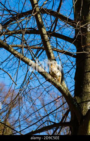 American Eastern Grey Eichhörnchen, Sciurus carolinens, Essen eine Erdnuss in einem Baum. Stockfoto