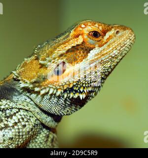 Profil eines Bartdrachens Stockfoto