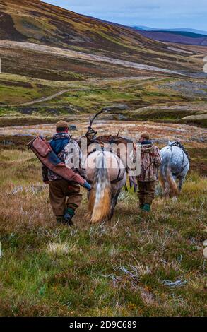 Schottland, Großbritannien – Ghillies führen arbeitende Hochland-Ponys mit einem Red Deer Stag, der von einem Deerstalker gekeult wurde Stockfoto