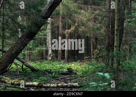 Waldlandschaft in einem Dickicht im Sommer Tag mit gefallen Baum im Vordergrund Stockfoto