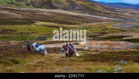 Schottland, Großbritannien – Ghillies führen arbeitende Hochland-Ponys mit einem Red Deer Stag, der von einem Deerstalker gekeult wurde Stockfoto