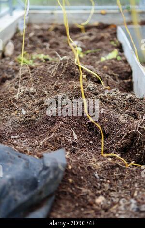 Reinigung des Gewächshauses nach der Sommersaison. Alte Erde mit den Wurzeln. Geschlossen für die Wintersaison. Stockfoto