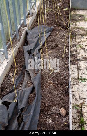 Reinigung des Gewächshauses nach der Sommersaison. Alte Erde mit den Wurzeln. Geschlossen für die Wintersaison. Stockfoto