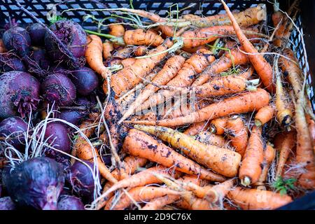 VegetableUngewaschene Karotten, Rüben in einer Box, Bio-Gemüse im Garten gesammelt Stockfoto