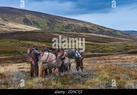 Schottland, Großbritannien – Ghillies führen arbeitende Hochland-Ponys mit einem Red Deer Stag, der von einem Deerstalker gekeult wurde Stockfoto