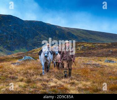 Schottland, Großbritannien – Ghillies führen arbeitende Hochland-Ponys mit einem Red Deer Stag, der von einem Deerstalker gekeult wurde Stockfoto