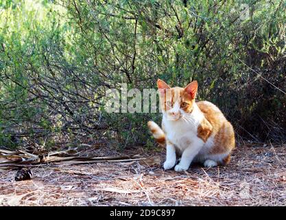 Lustige rote Erwachsene Katze sitzt auf dem Gras im Park. Obdachlose und streunende Katze auf der Straße Stockfoto