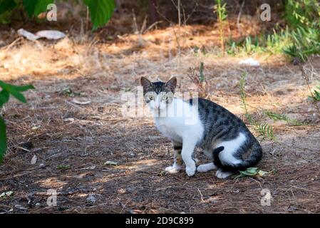 Lustige gestreifte graue Erwachsene Katze mit langen Schnurrbart sitzt auf dem Gras im Park. Obdachlose und streunende Katze auf der Straße Stockfoto