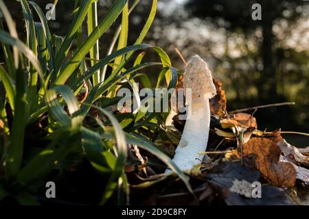 Gewöhnliches Stinkhorn, (Phallus impudicus) Pilz, hinterleuchtet auf Waldboden zwischen Sträuchern und Herbstblättern. Stockfoto